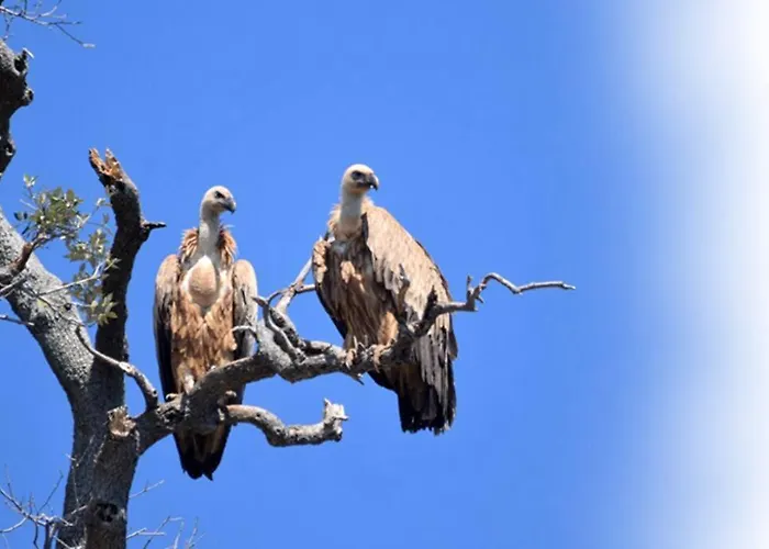 Hobbit House * 贝利